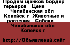 Продам щенков бордер-терьеров › Цена ­ 12 000 - Челябинская обл., Копейск г. Животные и растения » Собаки   . Челябинская обл.,Копейск г.